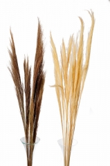 10 Dekorativna pampas trava